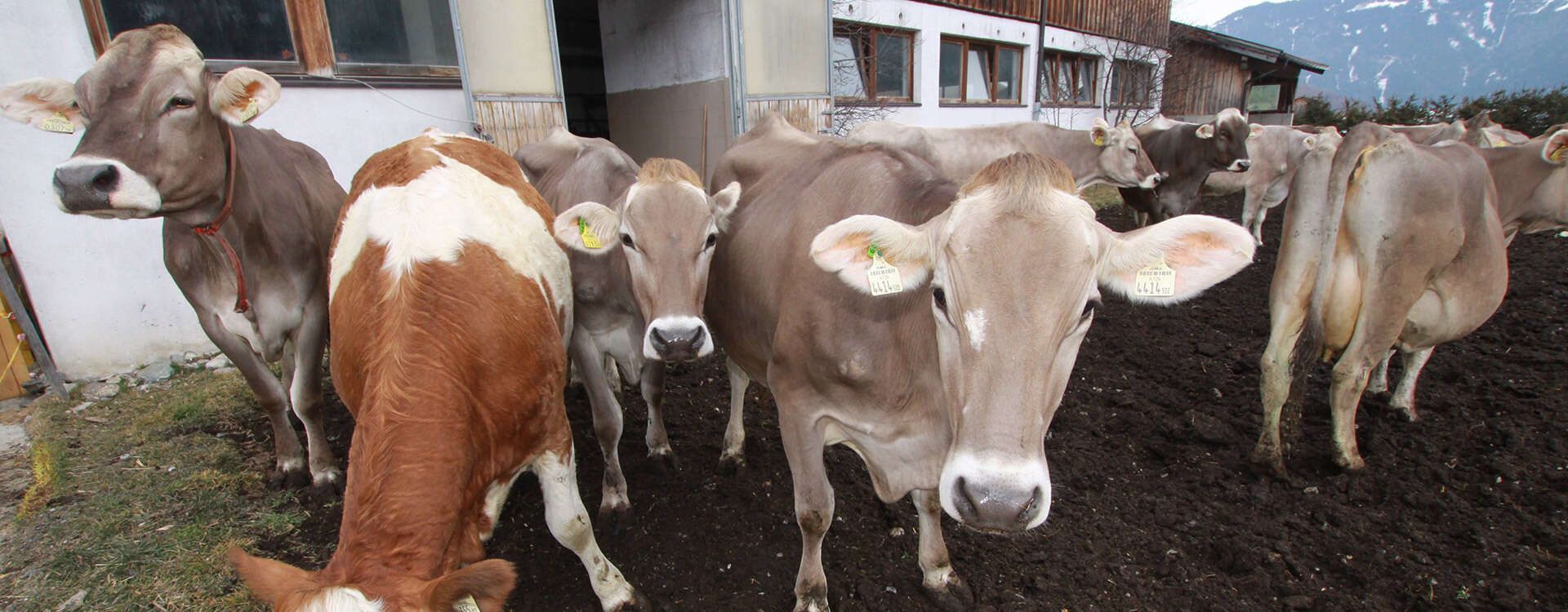 Urlaub am Bauernhof mit Kühen im Gschnitztal