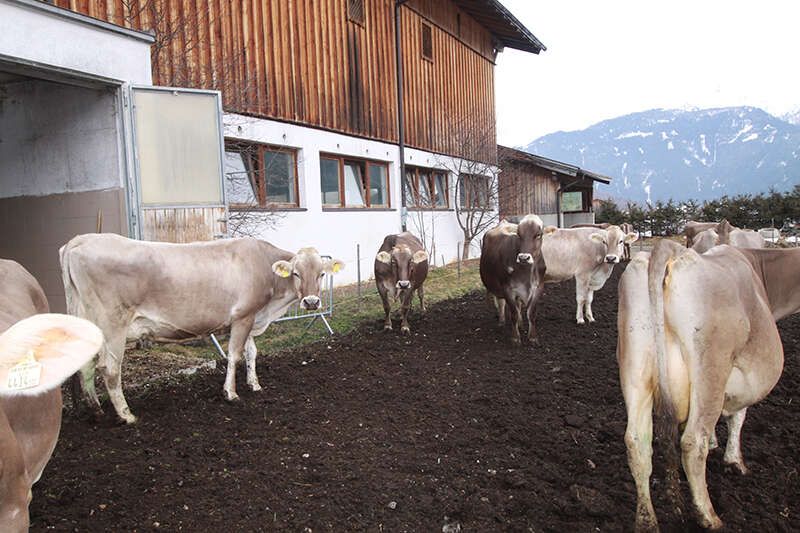Urlaub am Bauernhof mit Kühen in Gschnitztal