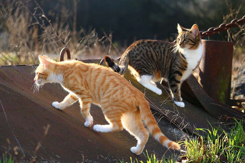Katzen am Bauernhof