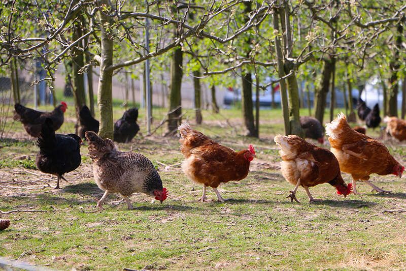 Hühner am Bauernhof im Wipptal